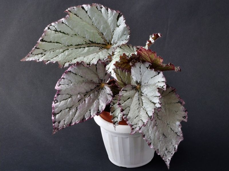 B. ‘Pearl de Paris’